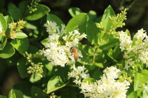 bee-honey-insect-honey-bee