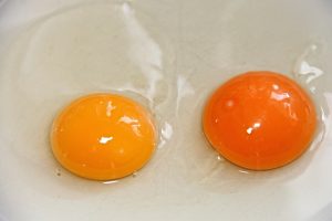egg-yolk-3193918_1280