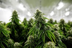 cbd