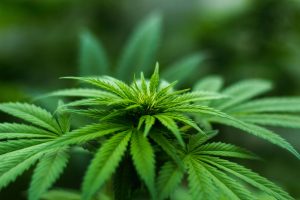 marijuana_cannabis_plant_closeup