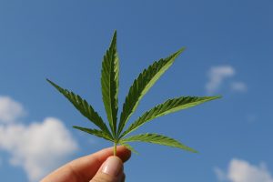 hemp-leaf-3661209_1280