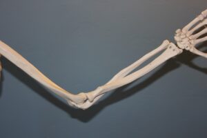 skeleton-778117_1280